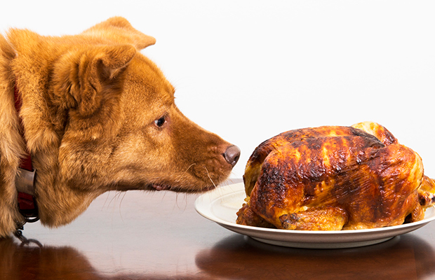 Feed Fido Thanksgiving Turkey Feed Fido Thanksgiving